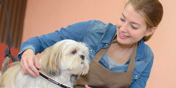 Florida Pet Business for sale