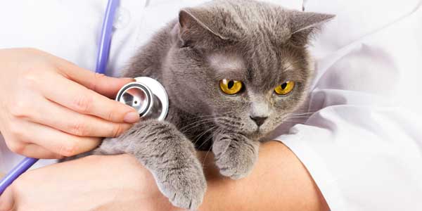 Sell Florida Pet Business